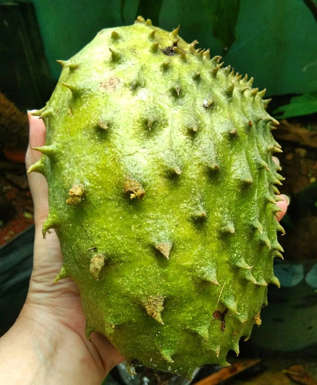Bali Soursop Seeds (Annona muricata var. Bali) – Premium Sweet Creamy Tropical Guanabana Fruit Tree Seeds for Planting (100 Pcs)