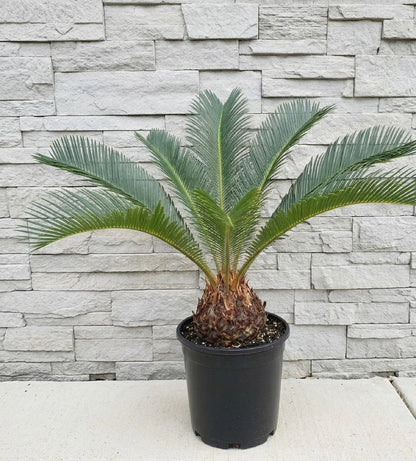 Sago Palm (Cycas revoluta) - Classic Architectural Indoor/Outdoor Palm