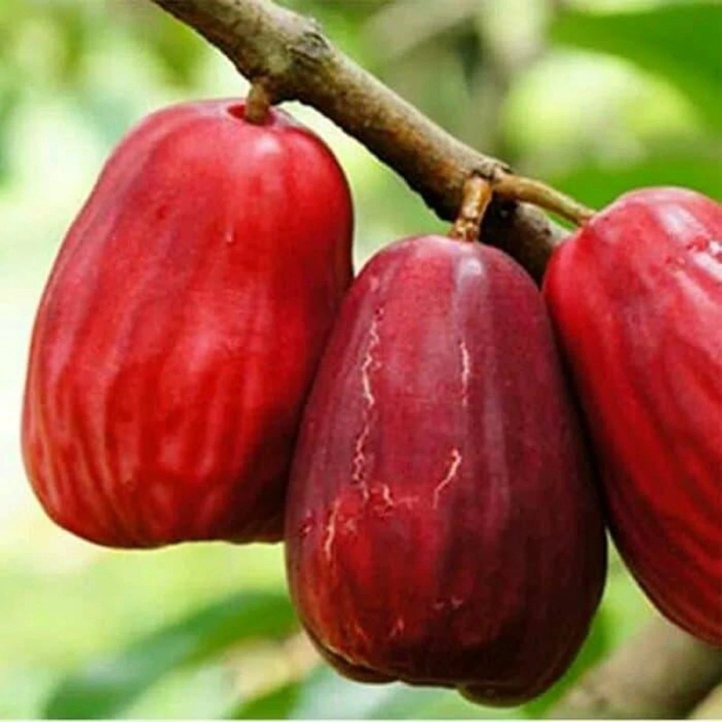 Jamaican Water Apple (Jambu Jamaika) - Premium Grafted Tropical Fruit Tree