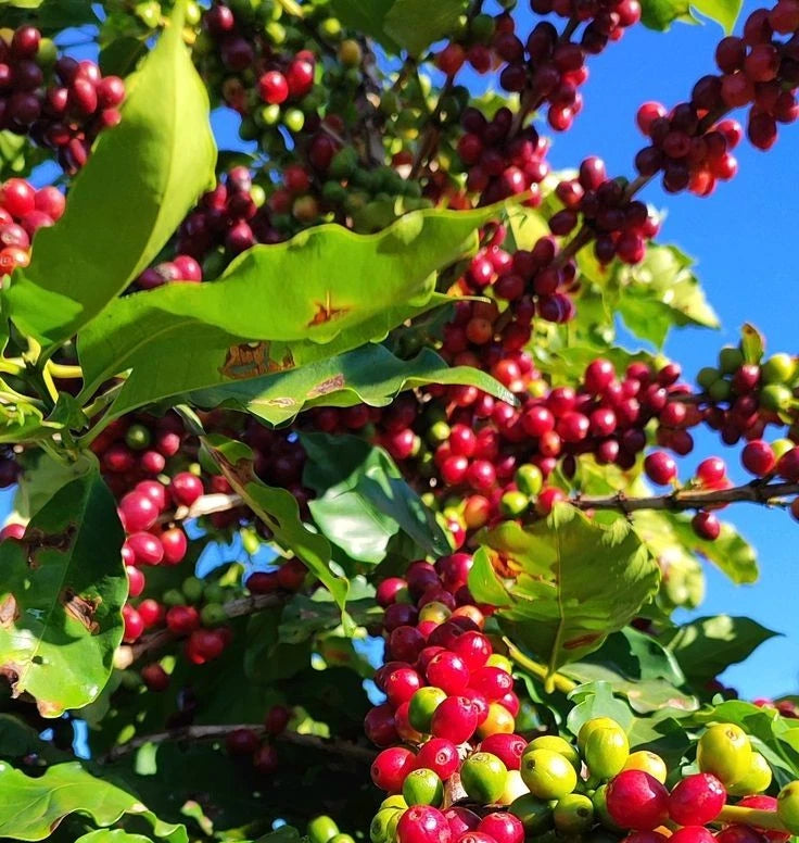 K7 Coffee (Coffea sp.) – 120+ Premium Seeds