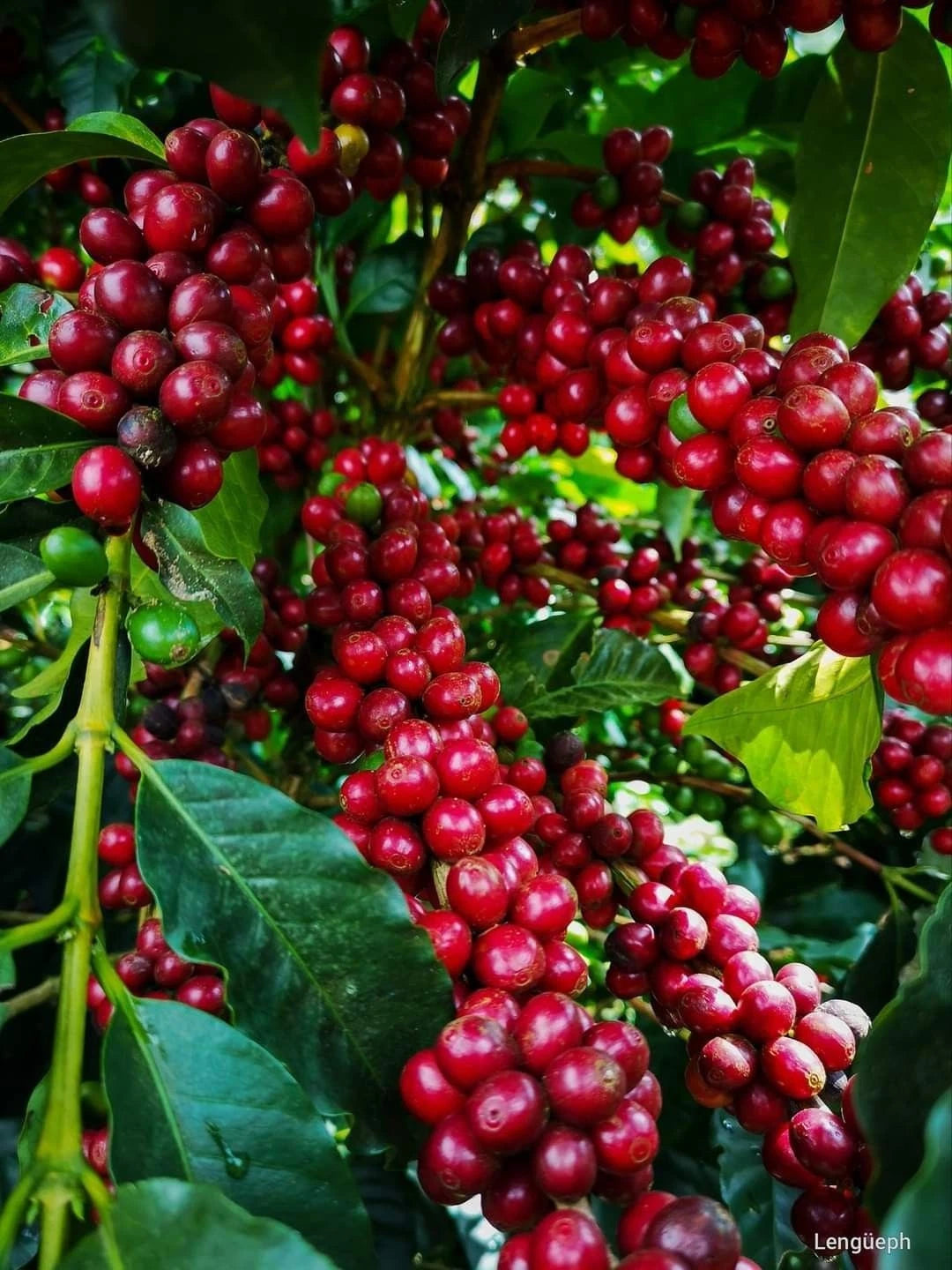 120+ Red Ateng Arabica Coffee Seeds (Coffea arabica) – Early Fruiting Premium Certified Crop Seeds for Planting