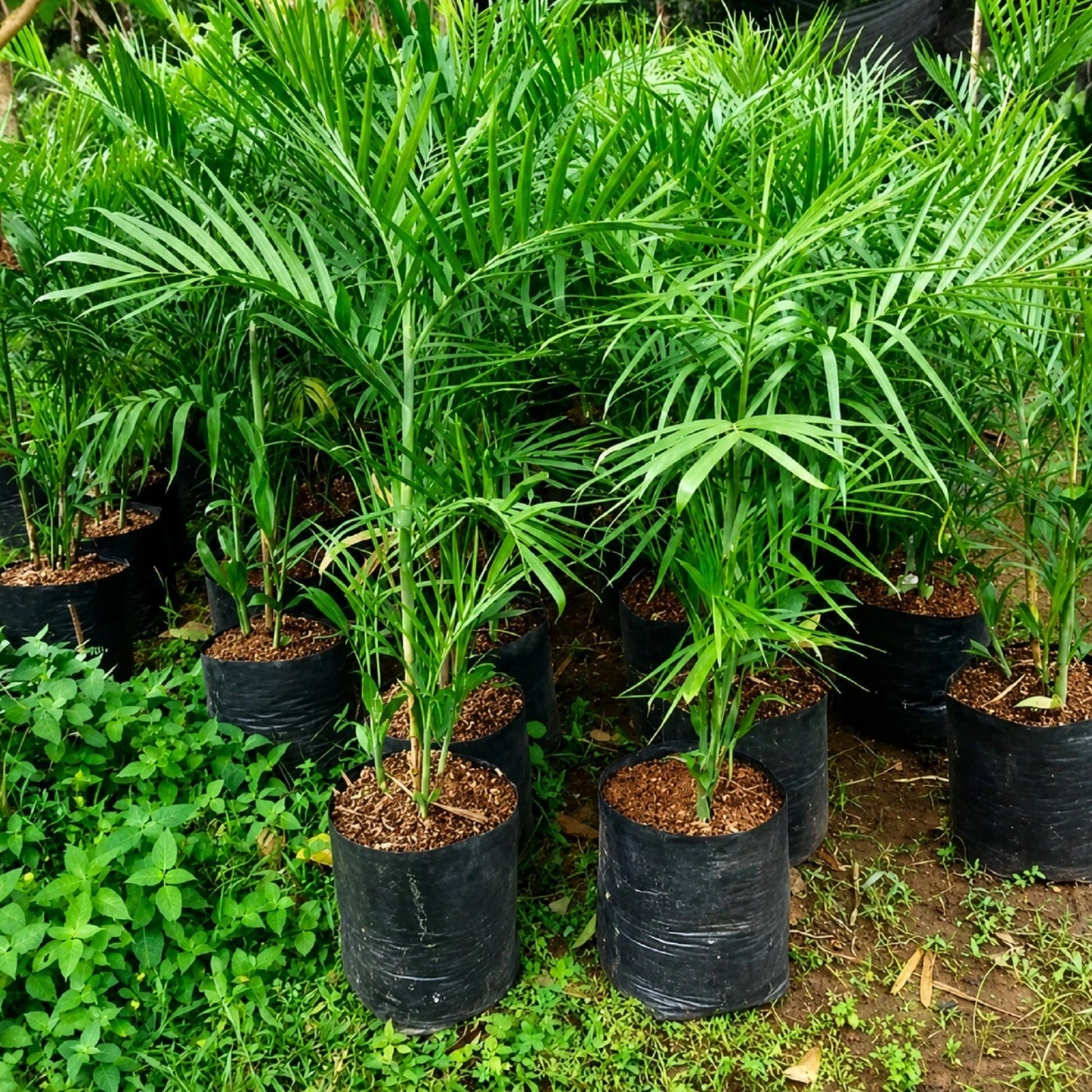 Chamaedorea elegans - Classic Parlor Palm Indoor Houseplant