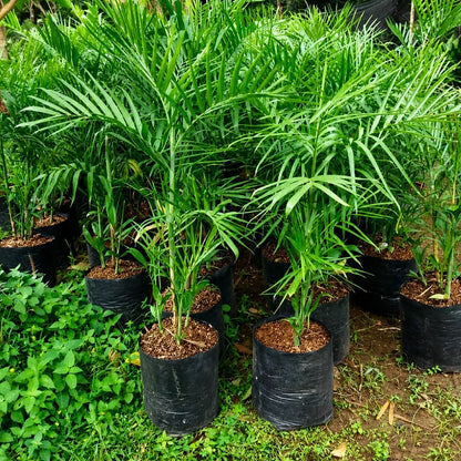 Chamaedorea elegans - Classic Parlor Palm Indoor Houseplant