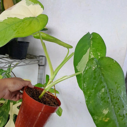 Syngonium chiapense 'Variegated Mint' - Exotic Arrowhead Plant