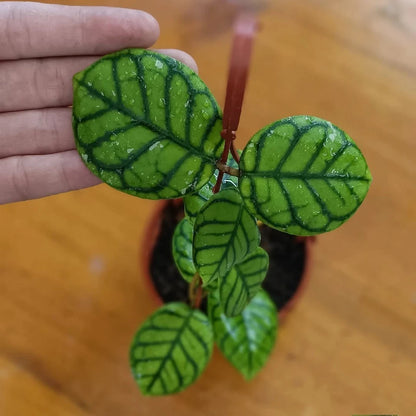 Hoya Callistophylla ‘Chibi’ | Rare Tropical Wax Plant | Indoor Outdoor Hoya | Exotic Houseplant