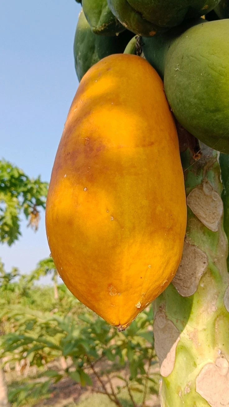 Red Thailand Papaya Seeds (Carica papaya) – 150 Premium Red Papaya Seeds