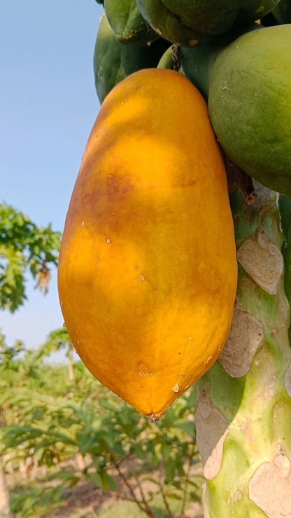 Red Thailand Papaya Seeds (Carica papaya) – 150 Premium Red Papaya Seeds