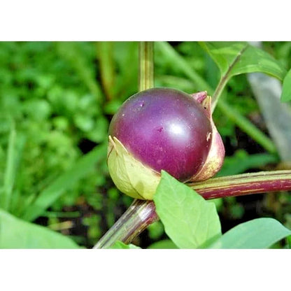 250+ 'Purple' Physalis Seeds (Physalis angulata) – Rare 'Ciplukan' Botanical Specimen (Collectors Quality)