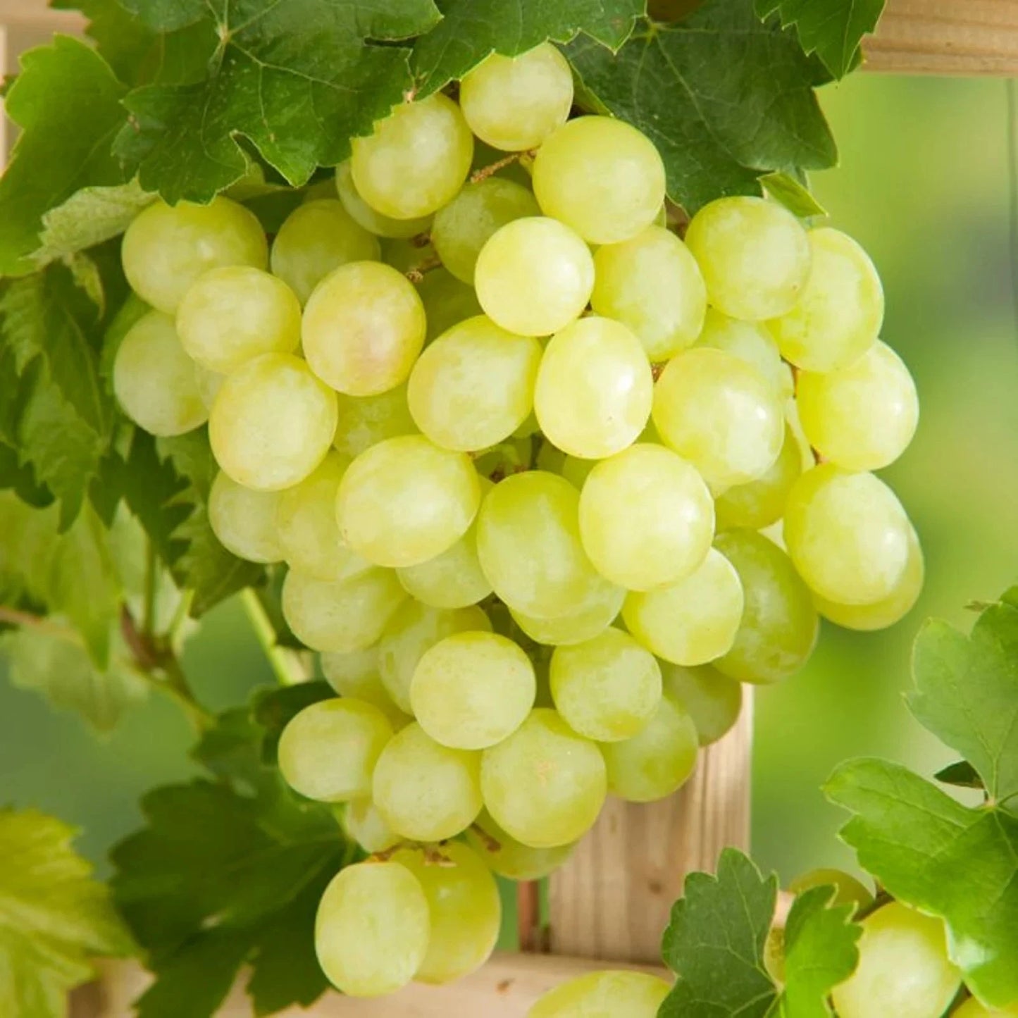 Cotton Candy Table Grape Seeds (Vitis vinifera var. Cotton Candy / 100+ Premium Sweet Exotic Fruit Seeds) – Premium Botanical Specimen Plant Seeds for Planting