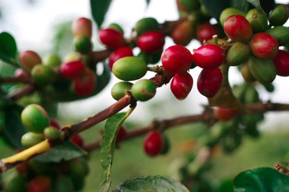 Catimor Coffee Seeds (120+ Bulk Seeds, Coffea arabica x canephora) – High-Yield Disease-Resistant Dwarf Gourmet Coffee Bean Plant Seeds for Planting