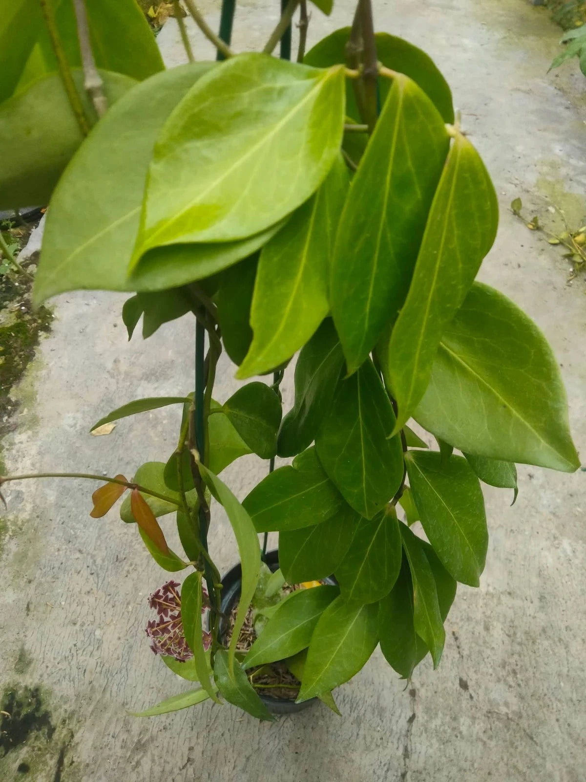 Hoya Globulifera - Rare & Captivating Tropical Wax Plant