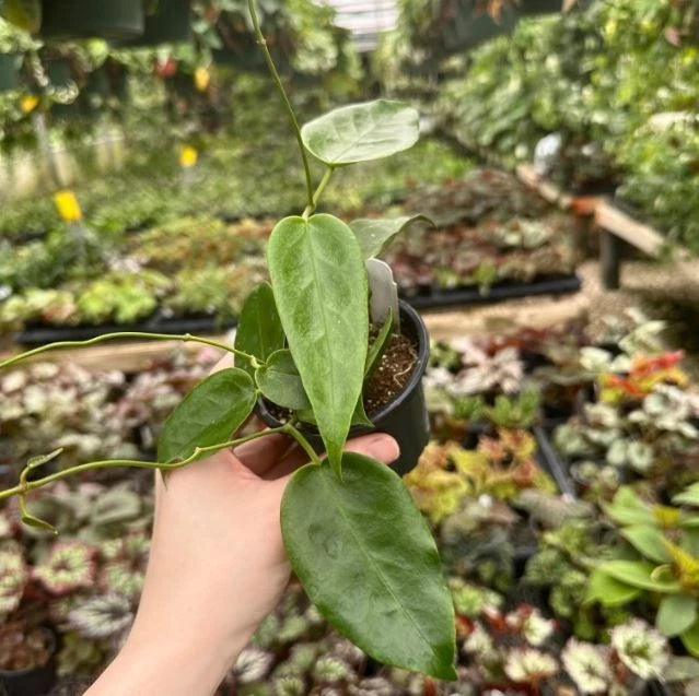 Hoya Kaimuki Seeds (Hoya kaimuki sp. Papua) – Rare Tropical Wax Plant & Exotic Climbing Epiphytic Vine for Planting