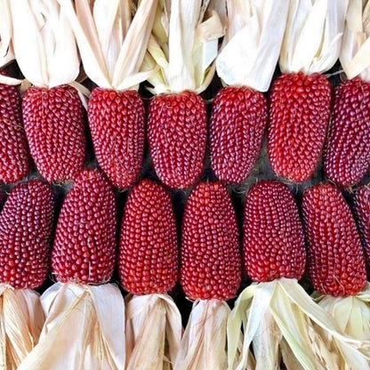 Premium 'Mini Red' Strawberry Corn Seeds (Zea mays var. everta) – Elite Miniature Heirloom Ornamental & Popping Grain (50+ Count)