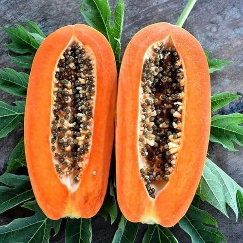 Red Carisya Papaya Seeds (Carica papaya 'Carisya') – 150+ Premium Fresh Sweet Personal-Sized Red Carisya Papaya Seeds