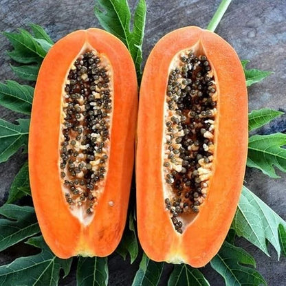 Red Carisya Papaya Seeds (Carica papaya 'Carisya') – 150+ Premium Fresh Sweet Personal-Sized Red Carisya Papaya Seeds