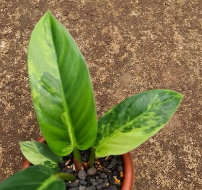 Variegated Philodendron Melonii | Rare Tropical Aroid | Velvet Leaf Collector Plant | Exotic Houseplant
