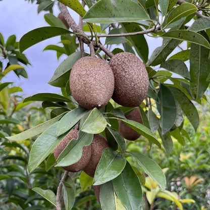 Pala Sapodilla Seeds (Manilkara zapota 'Pala') – 35 Premium Fresh Ultra-Sweet Chico Zapote Seeds