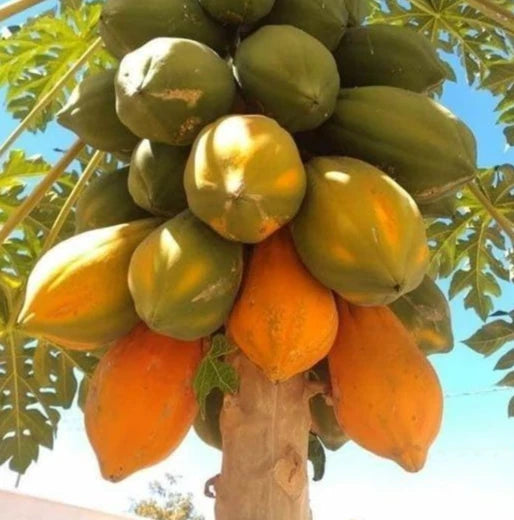 Extra Sweet Bangkok Papaya Seeds (Carica papaya) – High-Yield Tropical Fruit Seeds for Planting