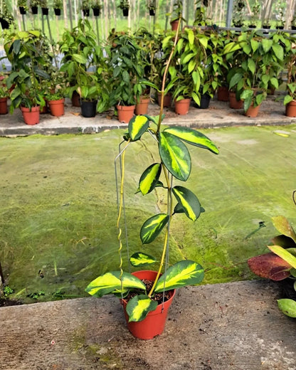 Rare Hoya Diversifolia Maharani Live Plant - Tropical Wax Plant Indoor & Outdoor