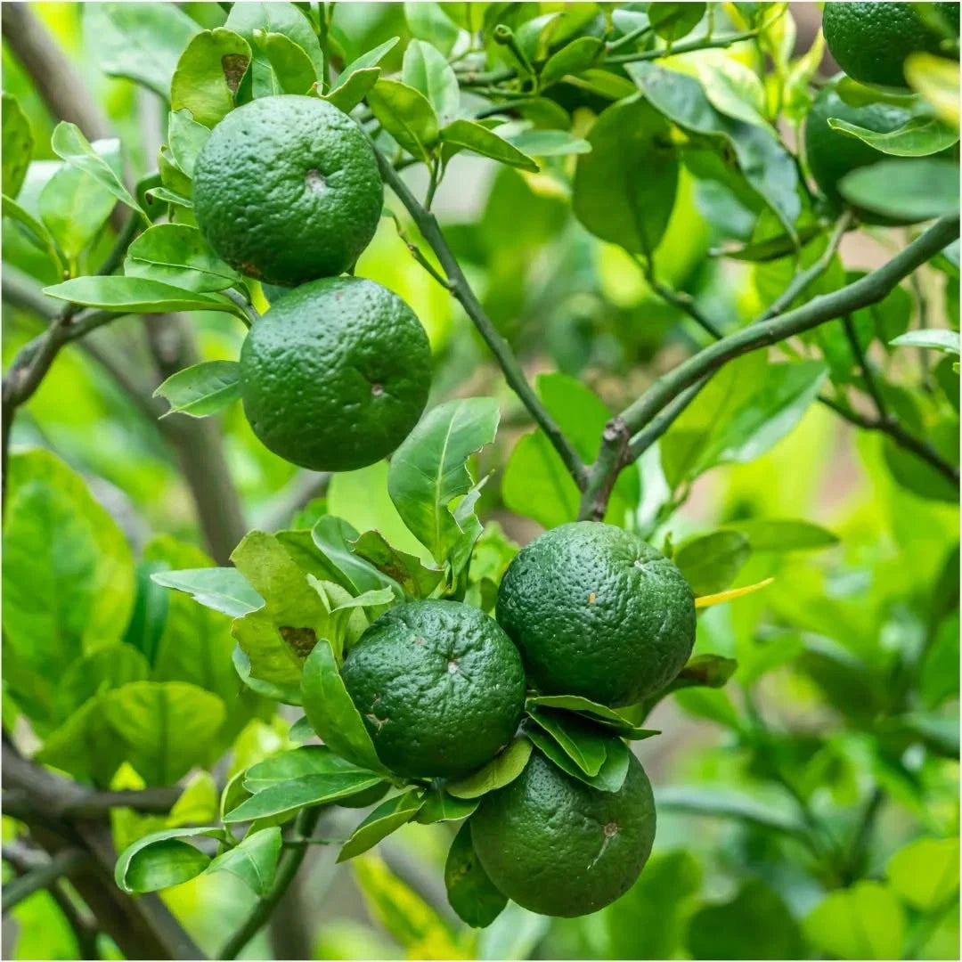 Citrus Lime Limo Seeds (Citrus amblycarpa) – 30+ Premium Fresh High-Yield Aromatic Jeruk Limo Seeds