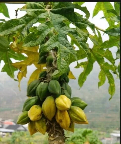 Carica Mountain Papaya Seeds (Vasconcellea pubescens) – 1000+ Bulk Premium Cold-Hardy High-Altitude Highland Papaya Seeds