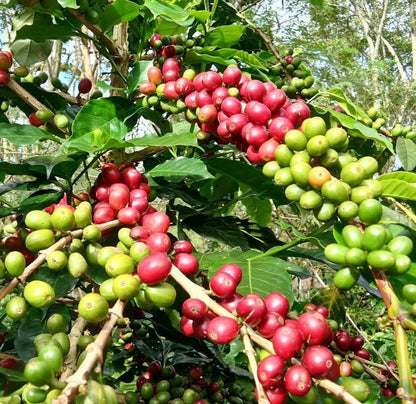 Sarchimor T-5296 Coffee Seeds (Coffea arabica x canephora / 120+ Disease-Resistant Hybrid Coffee Bean Seeds) – Premium Exotic Botanical Specimen Plant Seeds for Planting