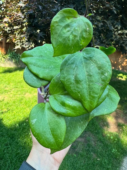 Rare Hoya Balaensis - Premium Large Splashy Leaf Exotic Tropical Wax Plant