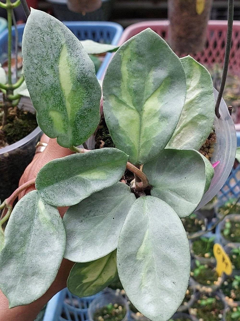 Stunning Hoya Argentea Princess – Rare Tropical Indoor & Outdoor Wax Plant