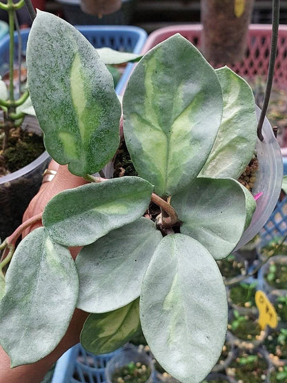 Stunning Hoya Argentea Princess – Rare Tropical Indoor & Outdoor Wax Plant
