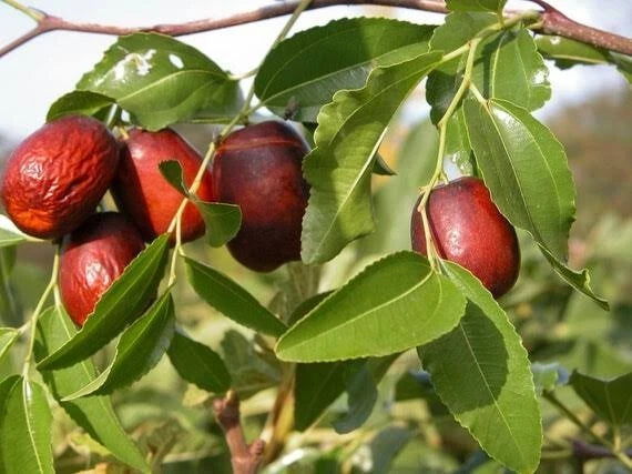 Red Jujube Putsa Apple Seeds (Ziziphus jujuba / 500+ Indian Chinese Date Fruit Tree Seeds) – Premium Exotic Botanical Specimen Plant Seeds for Planting