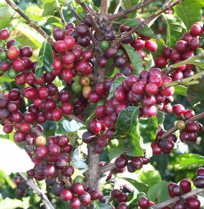 Bourbon French Mission Coffee Seeds (Coffea arabica) – 120 Premium Certified East African Arabica Seeds for Planting