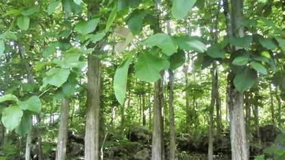 White Teak Gmelina 100+ Seeds (Gmelina arborea) – Fast-Growing Timber & Shade Tree Seeds for Planting and Cultivation