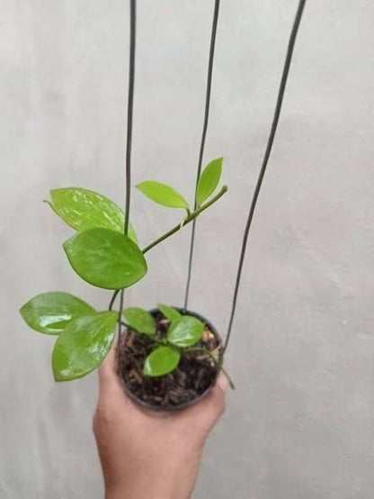 Hoya collina (sp. Papua) – Rare Tropical Wax Plant