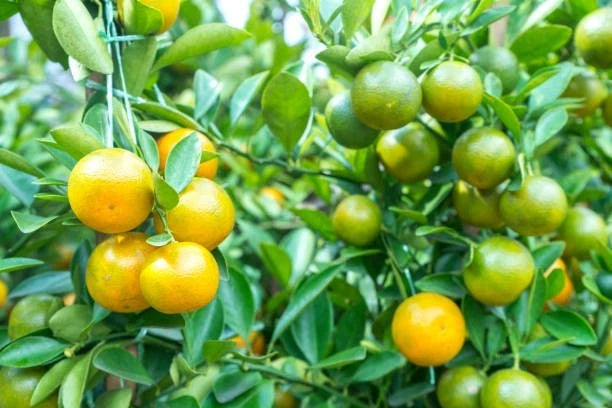 Calamansi Orange Seeds (Citrus × microcarpa) – 30++ Premium Fresh Sweet-Tart Calamondin Lime Seeds for Planting