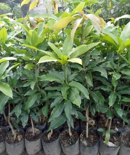 Premium Grafted Manalagi Mango Fruit Tree - Sweet Tropical Fruiting Plant