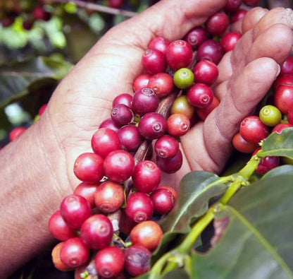 TimTim Coffee Seeds (Coffea arabica x canephora / 120+ Tim Tim Hybrid Coffee Bean Seeds) – Premium Exotic Botanical Specimen Plant Seeds for Planting