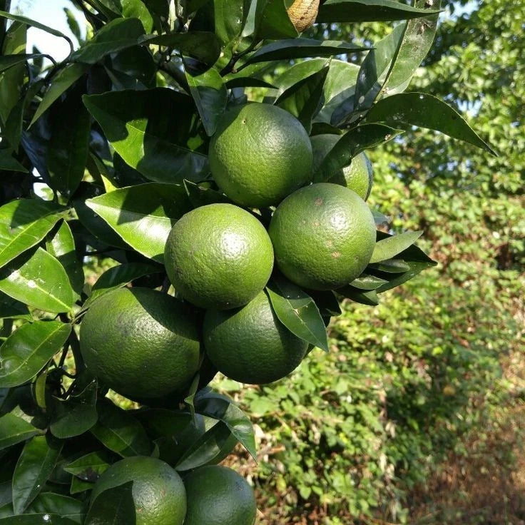 Kabosu Lime Seeds (Citrus sphaerocarpa) – 100 Premium Japanese Citrus Seeds