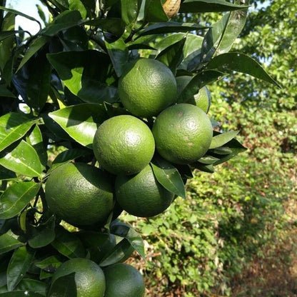 Kabosu Lime Seeds (Citrus sphaerocarpa) – 100 Premium Japanese Citrus Seeds