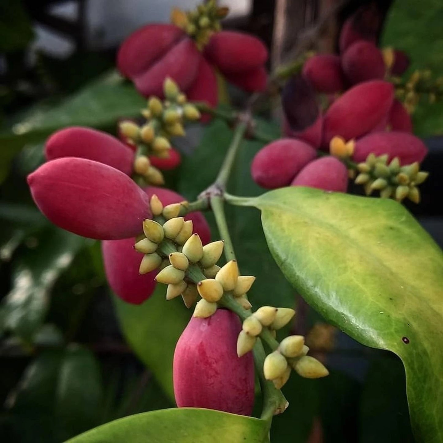 Grafted Mlinjo (Gnetum gnemon) Seedling – Fast-Fruiting Tropical Tree