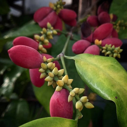 Grafted Mlinjo (Gnetum gnemon) Seedling – Fast-Fruiting Tropical Tree
