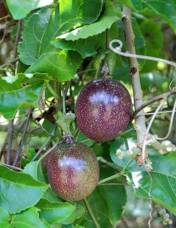 2,000+ Purple Passion Fruit Seeds (Passiflora edulis) | Tropical Vine | Edible Exotic Fruit | Fast Growing