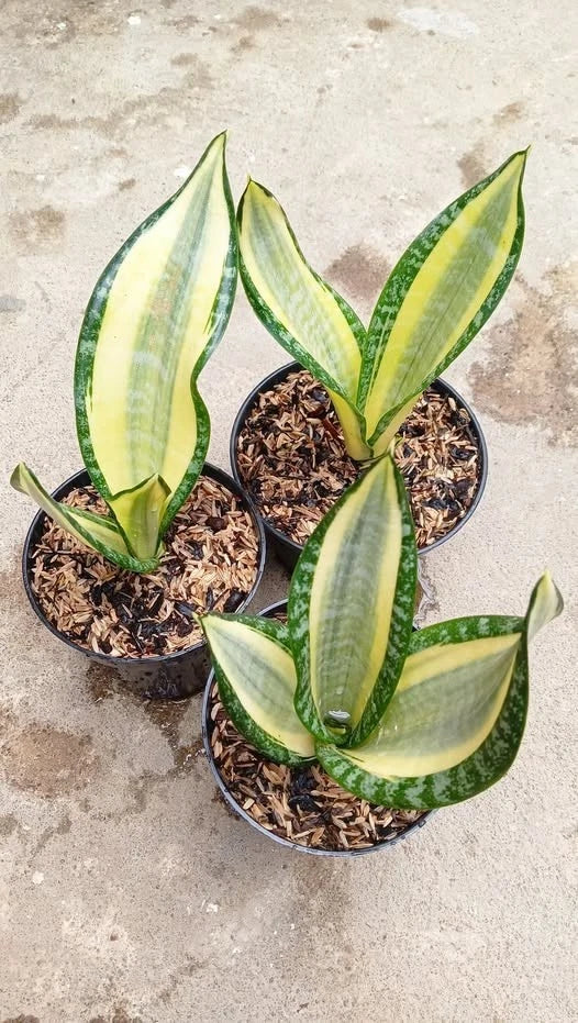 Sansevieria Futura Hendrika Mutation Rare Snake Plant | Variegated Tropical Houseplant | Collector Sansevieria
