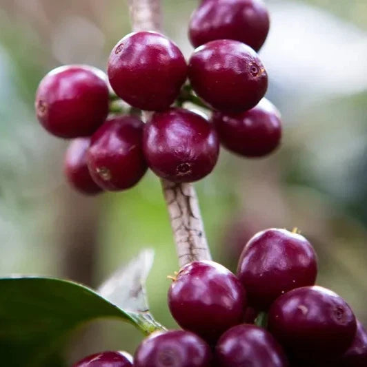 SL9 Coffee Seeds 120 pcs (Coffea sp.) – Premium Certified High-Yield Arabica Coffee Bean Plant Seeds for Planting