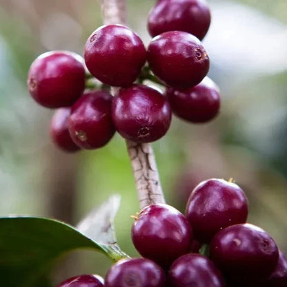 SL9 Coffee Seeds 120 pcs (Coffea sp.) – Premium Certified High-Yield Arabica Coffee Bean Plant Seeds for Planting