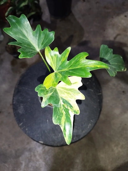 Stunning Philodendron Java Beauty Variegated – Rare Tropical Indoor Plant