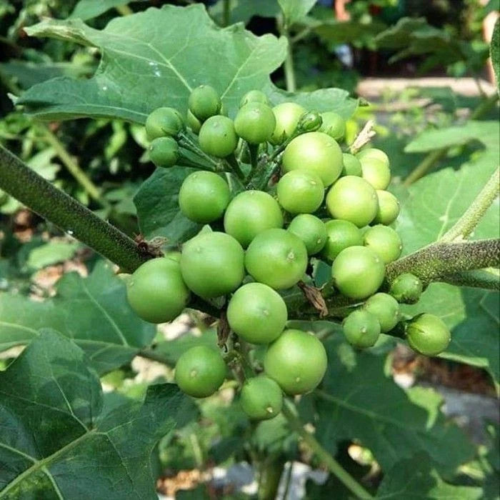 Turkey Berry Pea Eggplant Seeds (Solanum torvum) – 2.000++ Premium Fresh Culinary Takokak / Wild Eggplant Seeds for Planting