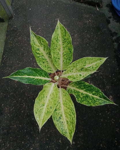 Aglaonema 'Striptis White' - Elegant & Unique Tropical Houseplant