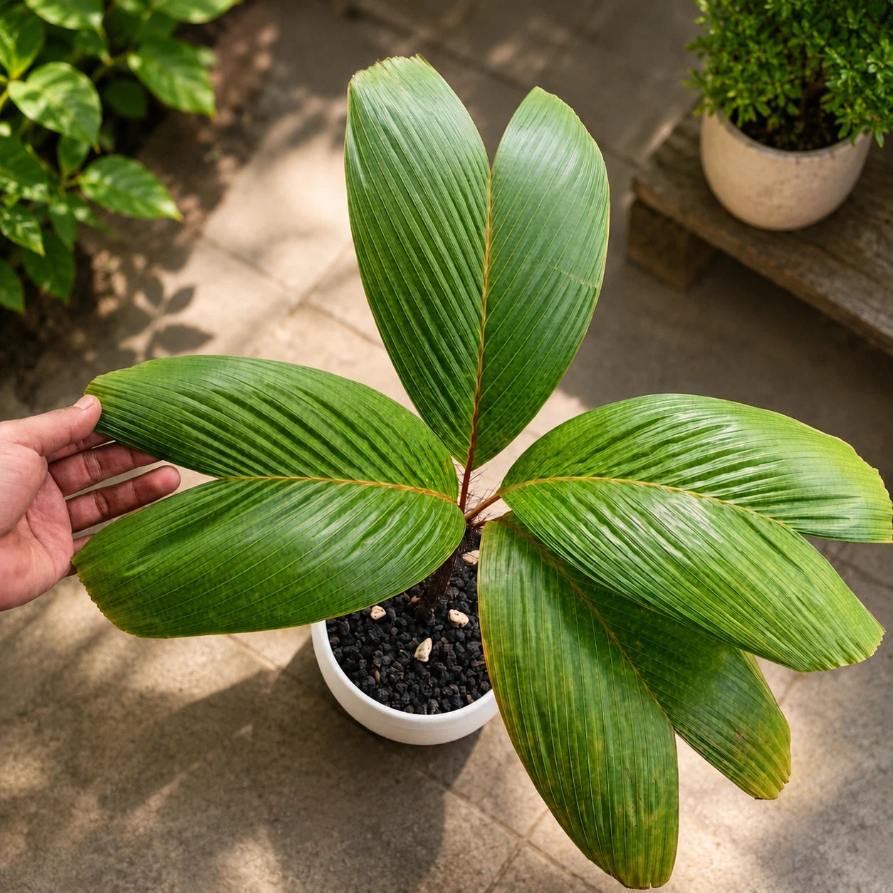 Verschaffeltia splendida – Rare "Stilt Root" Tropical Palm