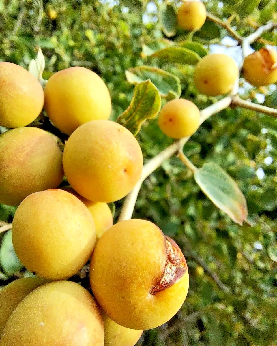 120+ Yellow Christ’s Thorn Jujube Seeds (Ziziphus spina-christi) – Premium Rare Desert Jujube & Nabk Fruit Plant Seeds for Planting