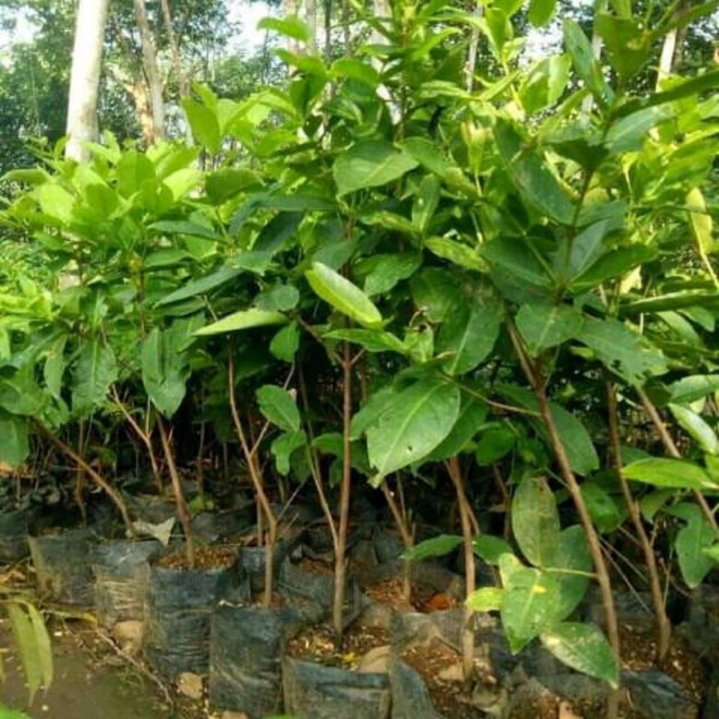 Madura Water Apple (Jambu Madura) - Premium Grafted Fruit Tree
